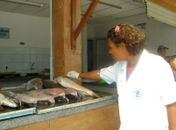 Fiscalização dos peixes 