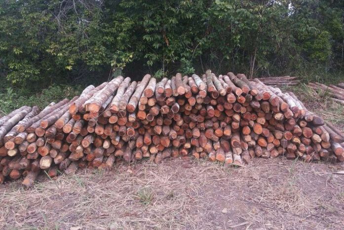 Batalhão Ambiental apreende madeira ilegal em fazenda no Benedito Bentes