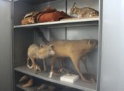 Aminais foram colocados em armários