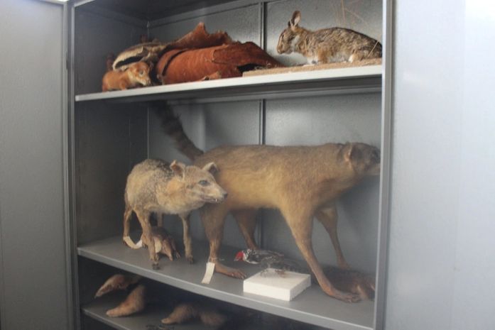 Aminais foram colocados em armários