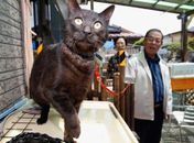 Gato de família é reencontrado 3 anos após tsunami no Japão