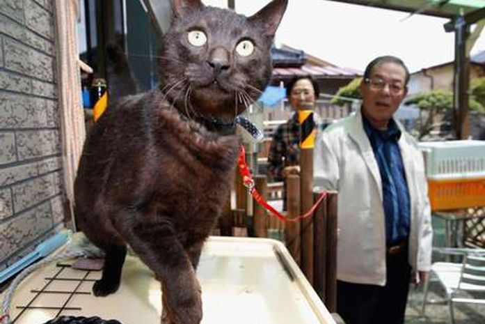 Gato de família é reencontrado 3 anos após tsunami no Japão