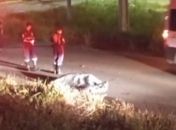 Motociclista morre após colidir com vaca na AL-485, em Arapiraca