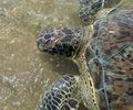 Tartaruga-verde é encontrada com crânio ferido em praia do Litoral Norte; segundo caso em 12 dias

