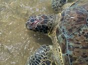 Tartaruga-verde é encontrada com crânio ferido em praia do Litoral Norte; segundo caso em 12 dias

