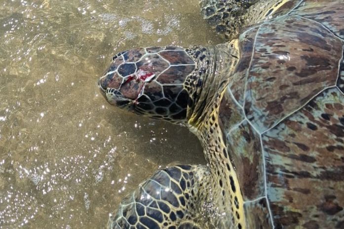 Tartaruga-verde é encontrada com crânio ferido em praia do Litoral Norte; segundo caso em 12 dias

