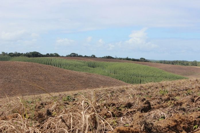Cana-de-açúcar dá espaço ao eucalipto