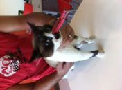 SP: gato sobrevive a flecha de 30 cm atravessada na cabeça