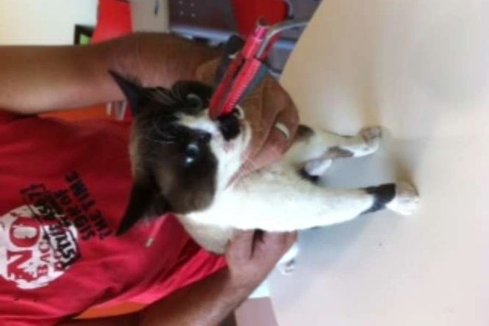 SP: gato sobrevive a flecha de 30 cm atravessada na cabeça