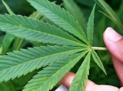 Casal furta residência e leva pé de maconha de casa vizinha