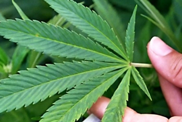 Casal furta residência e leva pé de maconha de casa vizinha