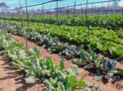 Secretário Marcelo Rodrigues e agricultores de  Limoeiro participam de missão técnica no Ceará