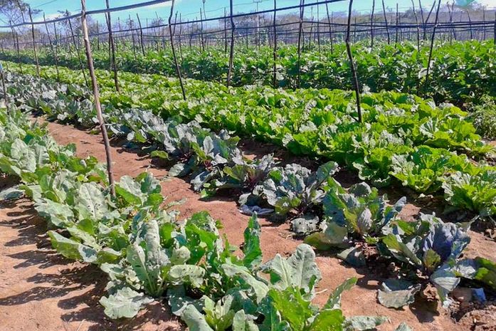 Secretário Marcelo Rodrigues e agricultores de Limoeiro participam de missão técnica no Ceará