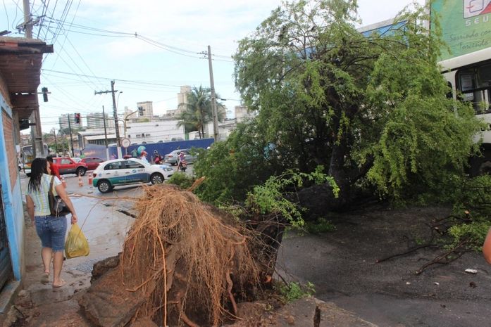 Queda de árvore deixa trânsito lento na Ladeira do Jacintinho
