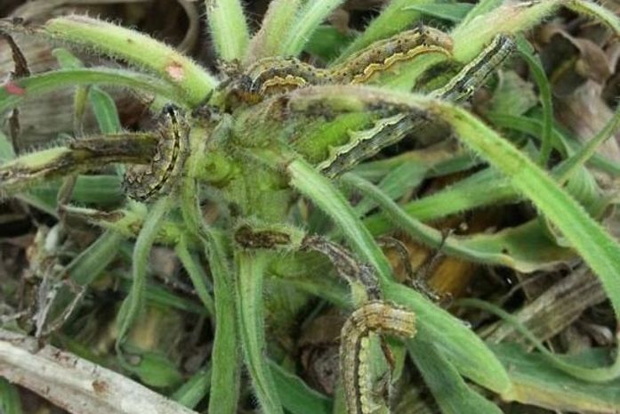 Pragas em plantações serão combatidas por técnicos 