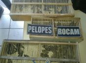 Com Jorge Luiz e Edvaldo Vieira foram encontrados 120 pássaros da espécie Chupinha