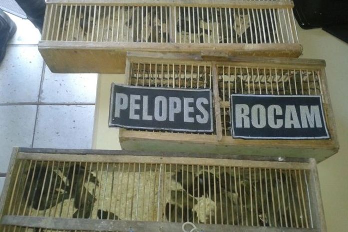 Com Jorge Luiz e Edvaldo Vieira foram encontrados 120 pássaros da espécie Chupinha