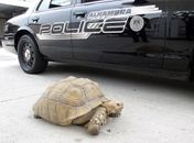 Polícia acha tartaruga de 68 quilos vagando em cidade nos EUA