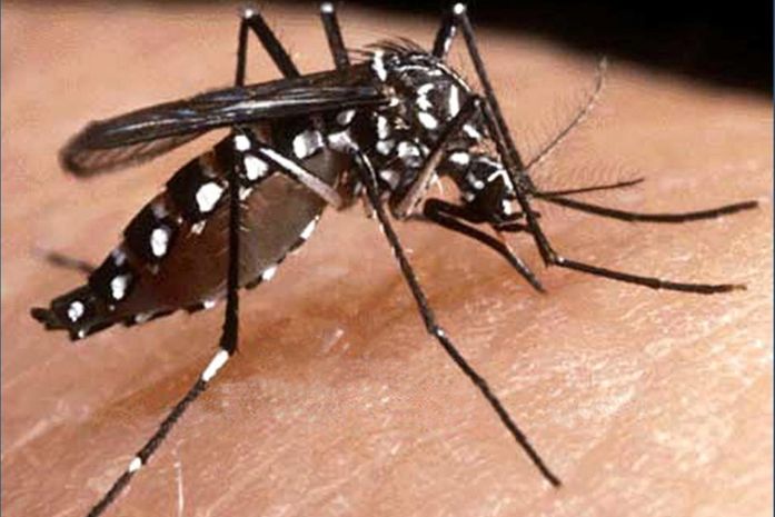 “É uma questão de tempo”, alerta especialista sobre chegada da Febre Chikungunya a Alagoas