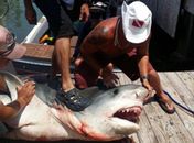 Com anzol, pescador americano fisga tubarão de quase 4 metros e 367 kg