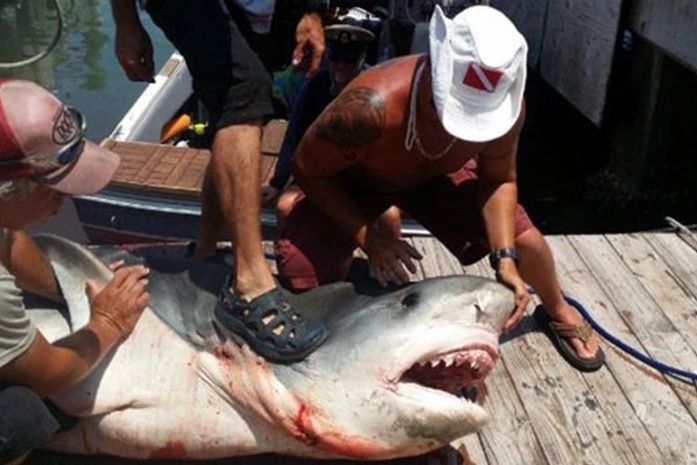 Com anzol, pescador americano fisga tubarão de quase 4 metros e 367 kg
