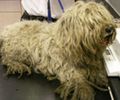 Cão fica 'careca' após ser encontrado com pelo sujo e emaranhado