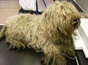 Cão fica 'careca' após ser encontrado com pelo sujo e emaranhado