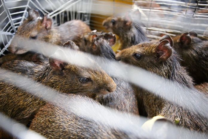 FPI flagra 38 cutias mantidas em cativeiro nos fundos de hotel, em Arapiraca