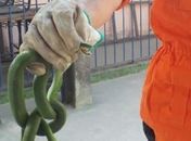 Bombeiros são acionados para retirar cobra de sala de aula em escola no bairro no Rio Novo