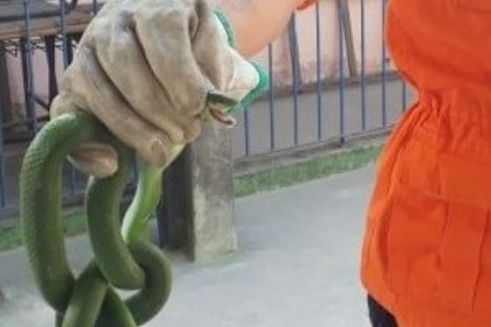 Bombeiros são acionados para retirar cobra de sala de aula em escola no bairro no Rio Novo