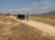 Mais de 20 mil agricultores receberam pagamento do programa Garantia-Safra em 2017