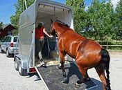 Projeto institui o Passaporte Equestre para o transporte de animais em Alagoas