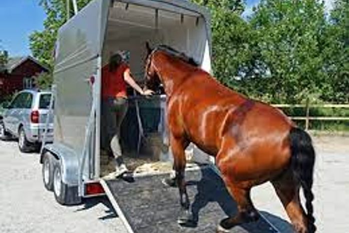 Projeto institui o Passaporte Equestre para o transporte de animais em Alagoas