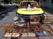 Após abordagem no Terminal do Vergel do Lago, BPTran prende indivíduo por crime ambiental