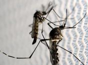 Dia D de combate ao Aedes aegypti ocorre neste sábado em todo o país