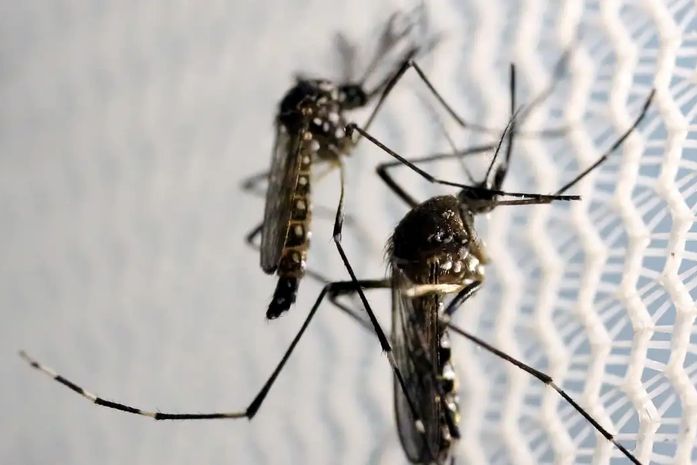 Dia D de combate ao Aedes aegypti ocorre neste sábado em todo o país