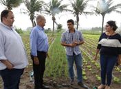 Teófilo realiza visita técnica ao polo de produção de plantio irrigado de hortaliças