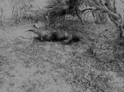 Corpo em chamas é encontrado em Palmeira dos Índios