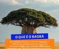 O Projeto Baobá faz plantio da primeira Árvore Sagrada, na terra  do primeiro Presidente da República do  Brasil