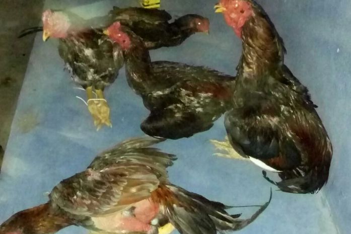 Operação desativa rinha de galo e prende duas pessoas em Boca da Mata