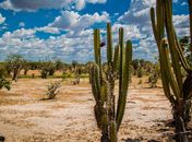 Sertão de Alagoas