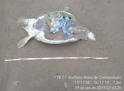 O animal, da espécie Chelonia mydas foi encontrado descarnado para consumo.