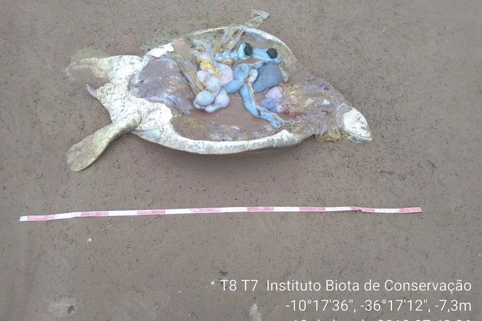 O animal, da espécie Chelonia mydas foi encontrado descarnado para consumo.