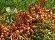 Alagoas passou a ser o quinto maior produtor de amendoim do país, diz IBGE