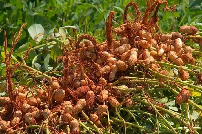 Alagoas passou a ser o quinto maior produtor de amendoim do país, diz IBGE