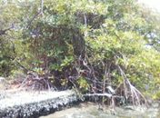 Ambientalistas iniciam o projeto de restauração do mangue ao redor da estátua da Miss Sururu