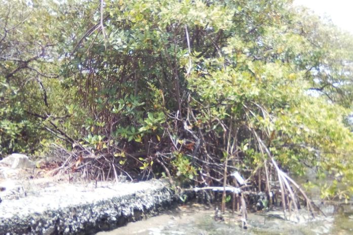 Ambientalistas iniciam o projeto de restauração do mangue ao redor da estátua da Miss Sururu