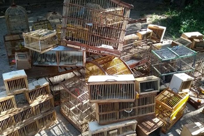 Batalhão Ambiental apreende 180 animais silvestres durante fiscalização