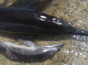 Golfinhos encalhados na praia de Japaratinga