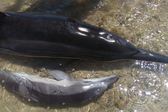 Golfinhos encalhados na praia de Japaratinga